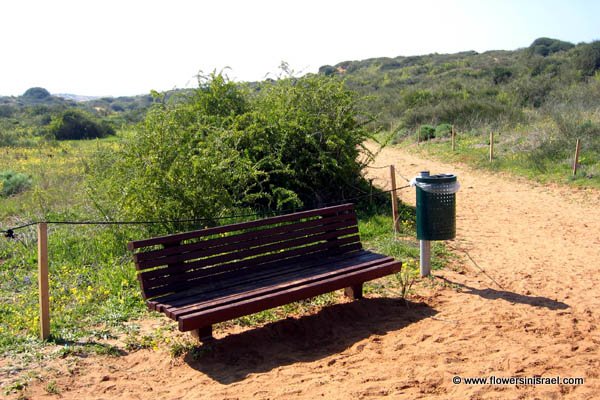 אירוס הארגמן